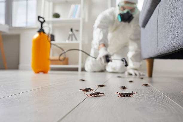 Post-Treatment Bed Bug Interceptor Monitoring in Ray City